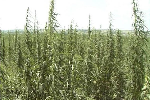 Кракен официальный