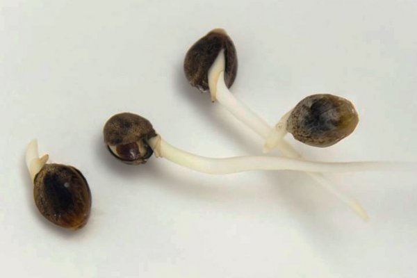 Kraken ссылка onion 2kmp