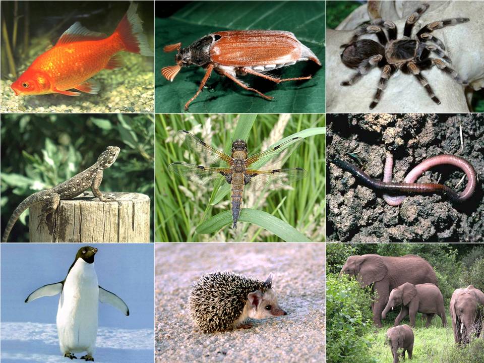Kraken darknet market зеркало